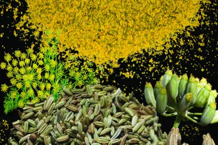 “Il Finocchio Selvatico” presentazione del libro all’Accademia dei Fisiocritici Semi e fiore di finocchio selvatico