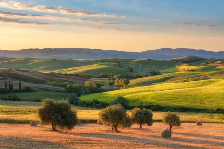 Torna a Siena la “Camminata tra gli Olivi” Paesaggio con olivi in Toscana