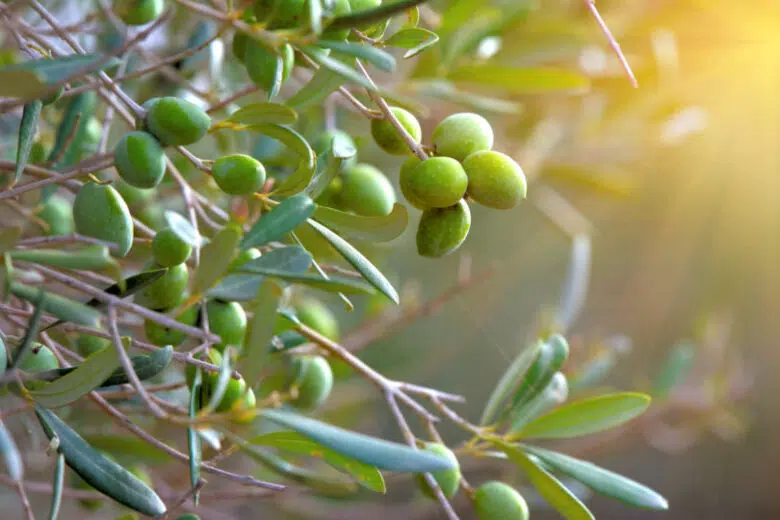 Accordo Toscana promozione e Città dell’olio per il turismo dell’oro verde Ramo di olivo con olive