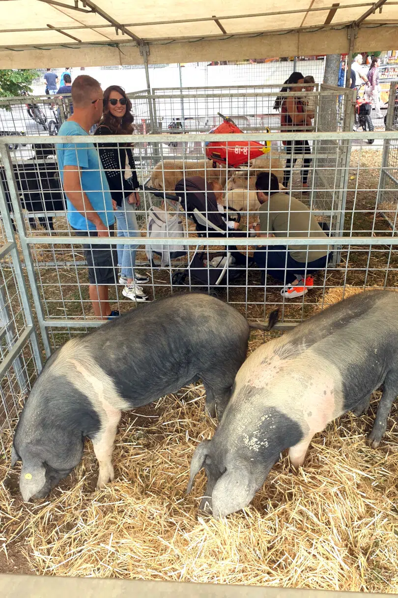 Torrita Biodiversità Festa Agri Cultura, cinta senese