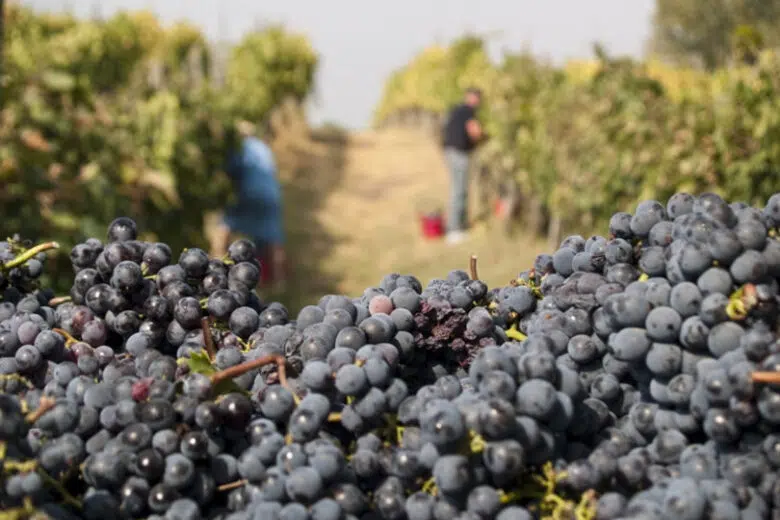 Vino Nobile di Montepulciano, vendemmia, vigneto