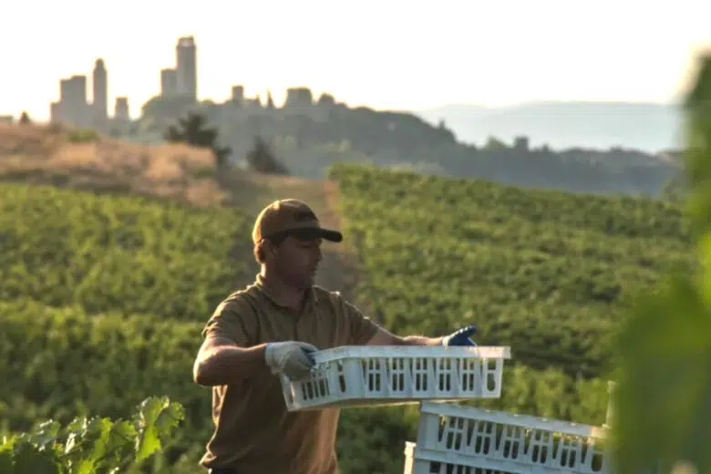 San Gimignano, torna l’agricoltura bio con il Festival della Terra Biodistretto San Gimignano, raccolta uva