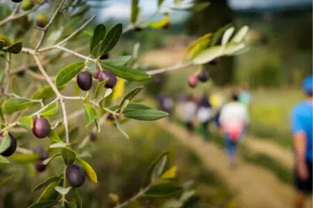 Domenica 29 ottobre “Camminata tra gli olivi” a Valiano Camminata tra gli olivi