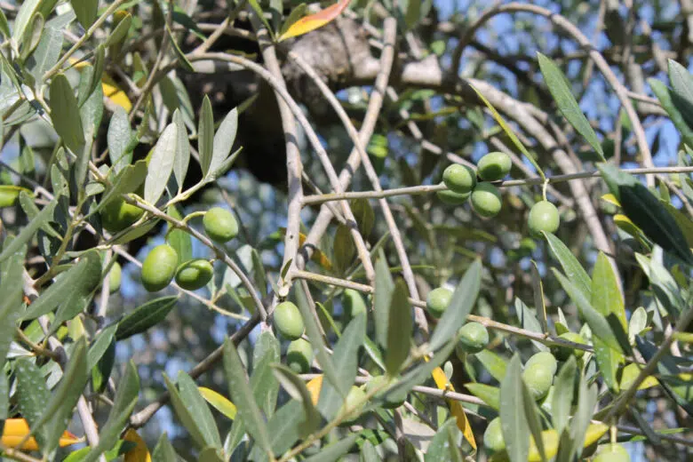 Olivo, rami con olive