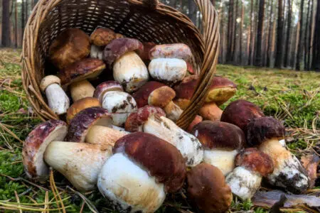 Controllo funghi, dal 6 novembre negli sportelli micologici Asl Tse senza prenotazione Cestino funghi porcini raccolti nel bosco