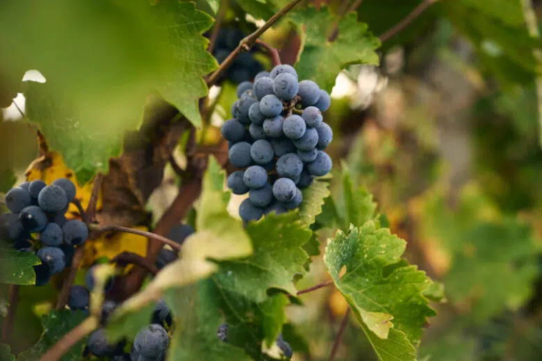 Il Consorzio Vino Chianti torna in Asia Grappolo uva vino Chianti