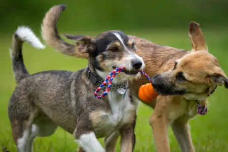 Murlo: contro l’abbandono dei mesi estivi pensione per cani a prezzi accessibili Cani che giocano