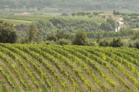 Dalla start up senese DNA Tasting l’identikit dell’enoturista Vigneti a Montalcino