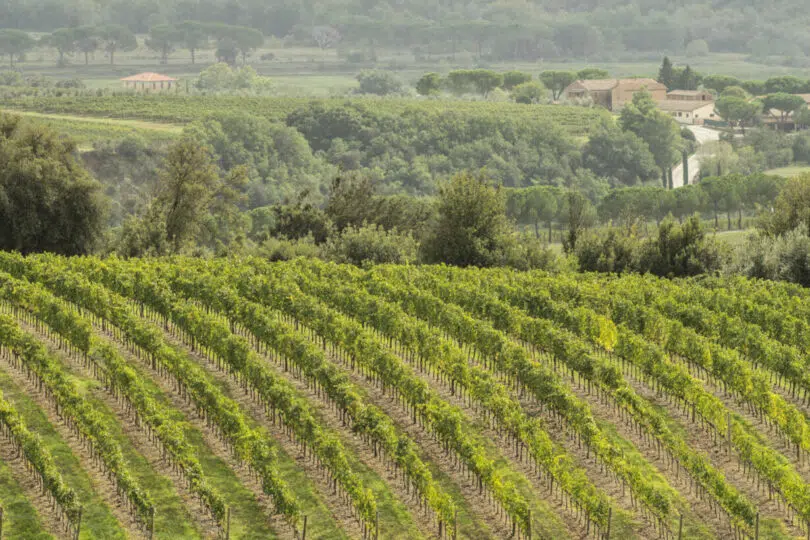 Vigneti a Montalcino