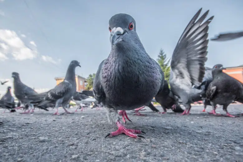 Piccioni, ordinanza del Comune di Siena per la pulizia di strade e luoghi pubblici Piccioni in strada