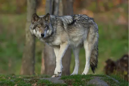 Lupo, soddisfazione di Coldiretti per declassamento specie Lupo in un bosco