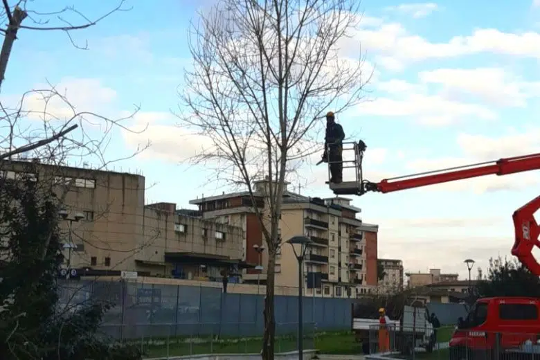 Poggibonsi, interventi di potatura sulle alberature