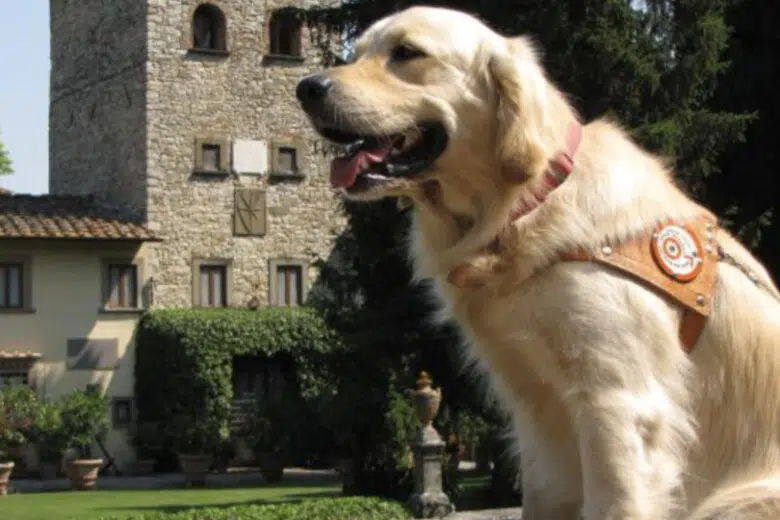 Scuola cani guida per ciechi della Regione Toscana: sei nuove istruttrici Scuola nazionale cane guida per ciechi della Regione Toscana