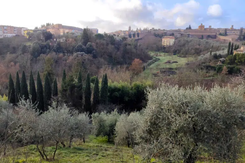 Lupi alle porte di Siena, Coldiretti: “I terreni incolti facilitano la presenza” Terreni alle porte di Siena