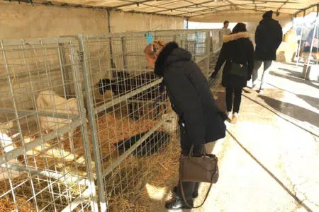 Torrita di Siena, visitatori alla fiera degli animali
