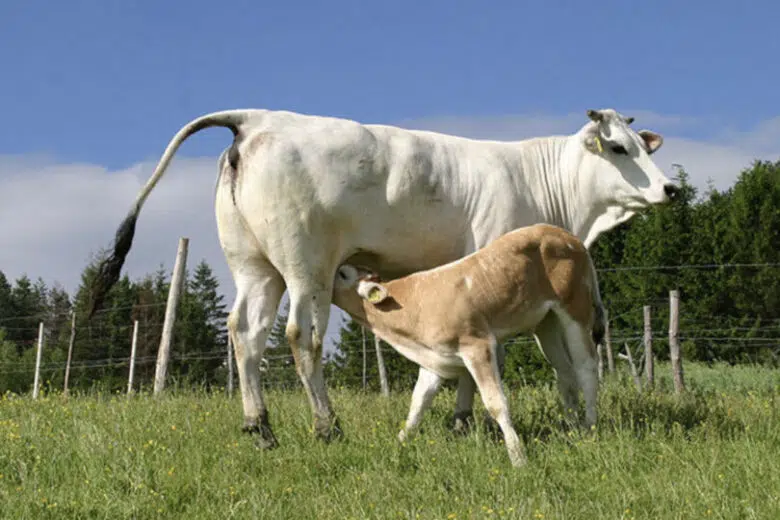 Vitellone bianco, razza Chianina