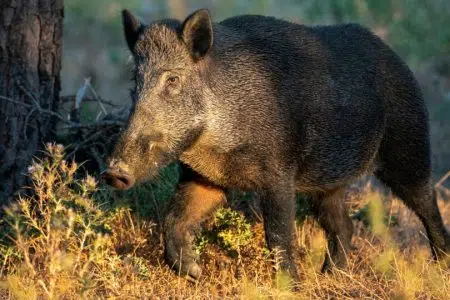 “Dal topo al cinghiale”, convegno all’Accademia dei Fisiocritici Cinghiale nel bosco