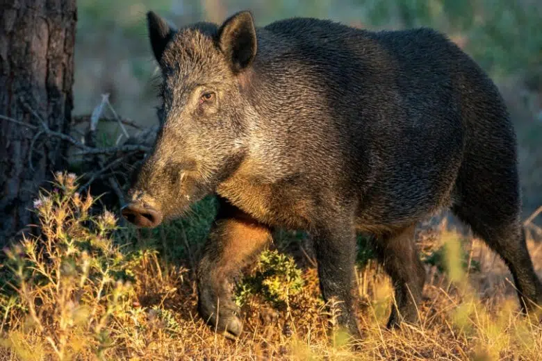 “Dal topo al cinghiale”, convegno all’Accademia dei Fisiocritici Cinghiale nel bosco