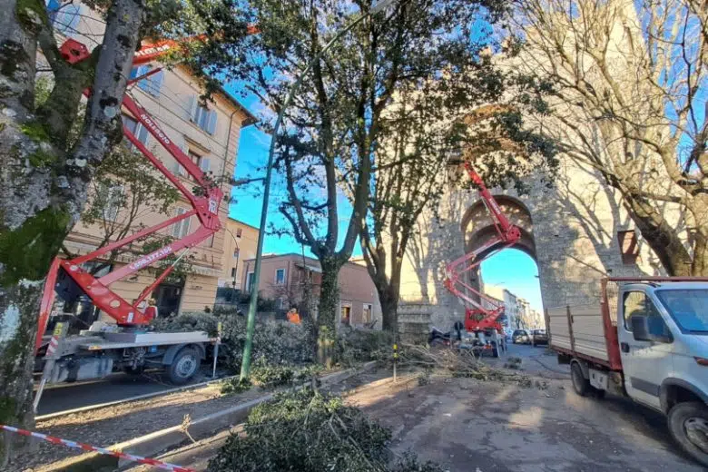 Lavori potatura alberi all'Antiporto in zona Camollia