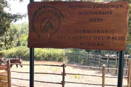 Il Comune acquisisce le proprietà di Mississippi ed Elio da Clodia Pensionario cavalli del Palio di Siena