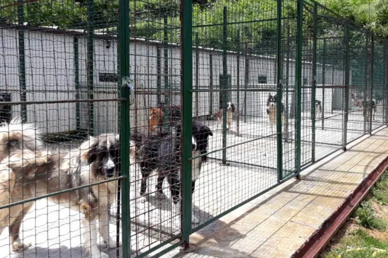 Canile Colle Pinzuto, Magi: “Al lavoro per una struttura di proprietà comunale” Canile di Colle Pinzuto a Siena