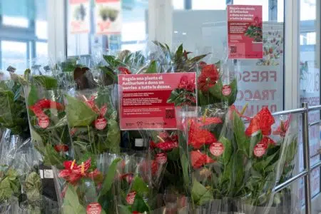 Festa della Donna, nei negozi Carrefour di Etruria Retail una pianta contro la violenza Etruria Reatail, pianta di anthurium per la Festa della Donna 2024