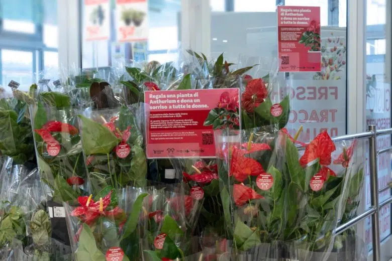 Etruria Reatail, pianta di anthurium per la Festa della Donna 2024
