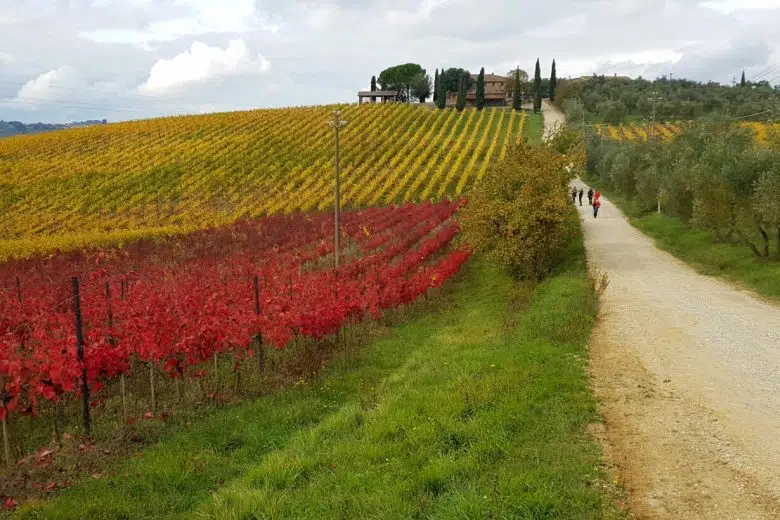 Il Gruppo Escursionisti Berardenga verso il traguardo dei dieci anni Gruppo Escursionisti Berardenga, vigneti, olivi