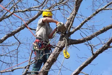 Viabilità a Siena, chiusure temporanee in strada Chiantigiana per lavori di potatura Addetto a lavori di potatura su albero