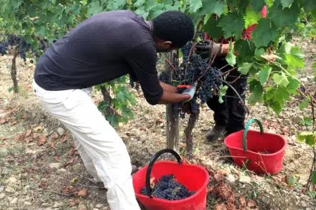 Caporalato nei vigneti senesi, l’allarme di Flai Cgil Toscana Migranti al lavoro in un vigneto