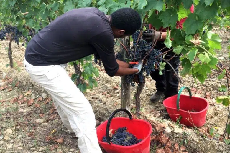 Sfruttamento migranti, CGIL Siena propone protocollo all’illegalità Migranti al lavoro in un vigneto