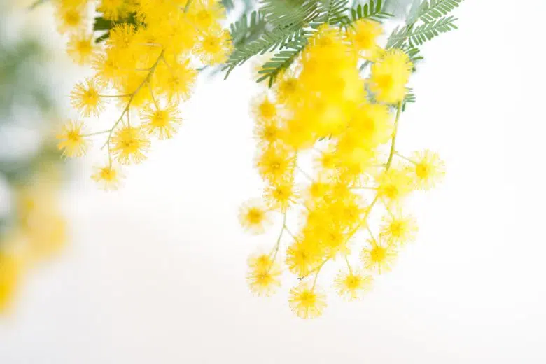 Mimosa