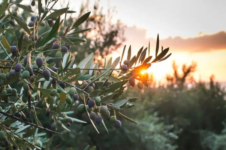 Olivo con olive in primo piano