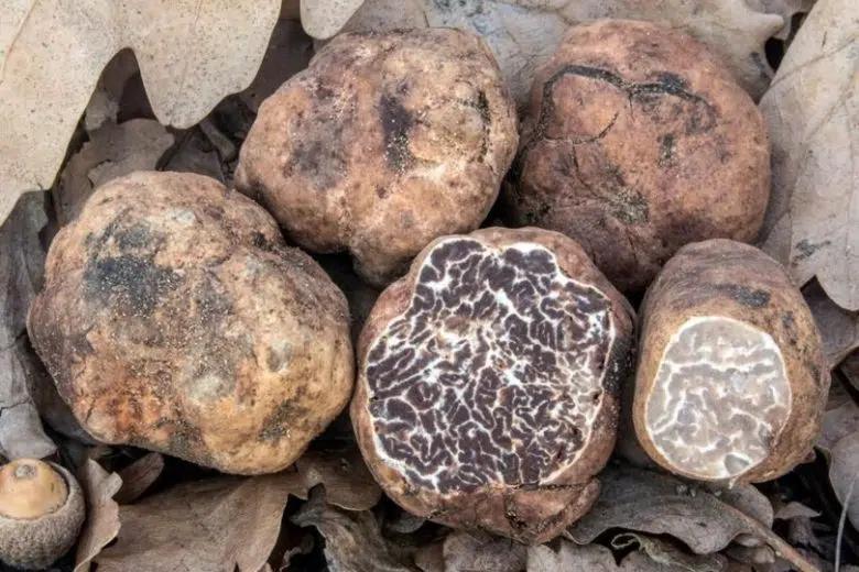 Tartufo Bianchetto