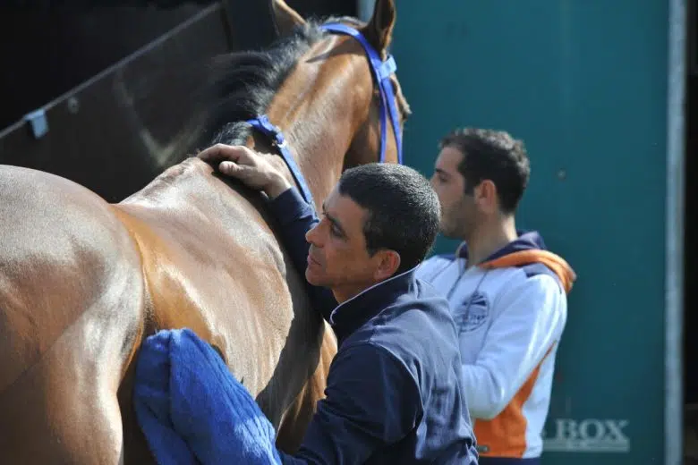 Cavalli da Palio, Protocollo equino Comune di Siena