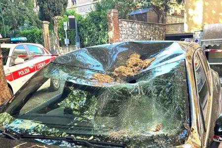Siena, cade albero e colpisce due auto in sosta Caduta albero su auto a Siena