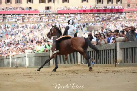La seconda prova del Palio di Siena del 2 luglio 2024 – FOTO Seconda prova Palio di Siena del 2 luglio 2024, Lupa