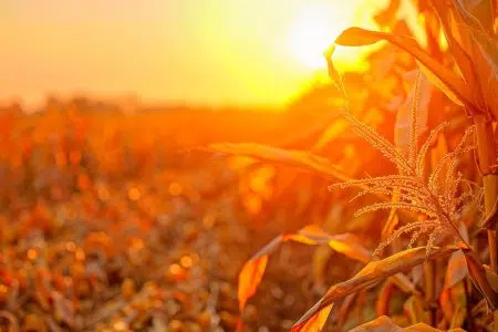 Caldo record, stop al lavoro agricolo fra le 12.30 e le 16 nei giorni a rischio Agricoltura, campo, caldo