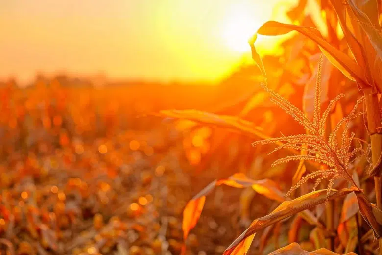 Caldo record, stop al lavoro agricolo fra le 12.30 e le 16 nei giorni a rischio Agricoltura, campo, caldo