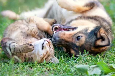 Asl Toscana sud est premiata per gestione degli animali da affezione Cane e gatto in un prato