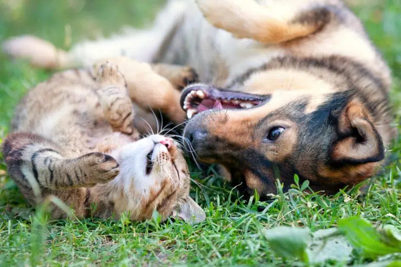 Cane e gatto in un prato