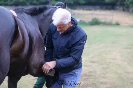 Palio di Siena 16 agosto 2024, 96 i cavalli ammessi alle previsite Previsite Palio 2 luglio 2024 alla clinica "il Ceppo"