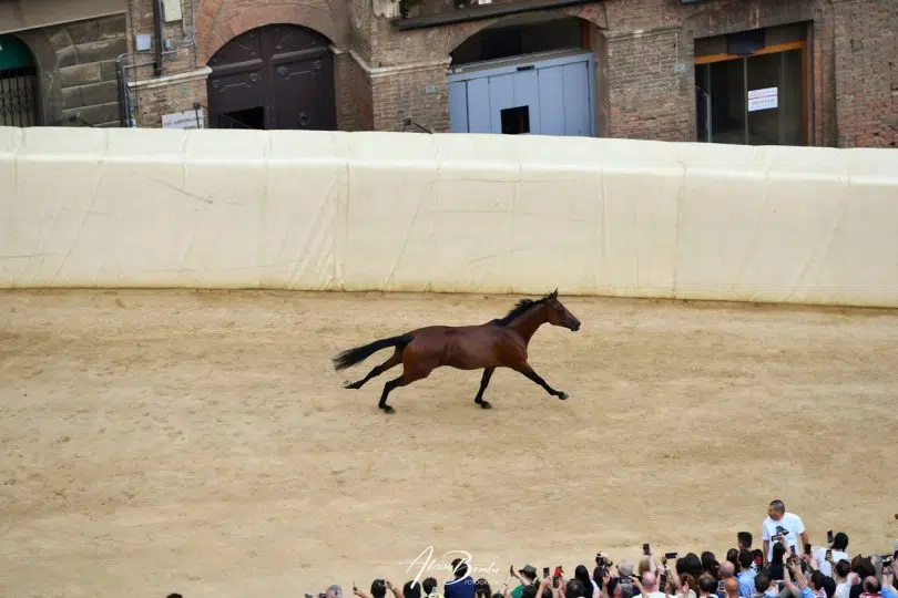 prova-generale-palio-luglio-2024-20