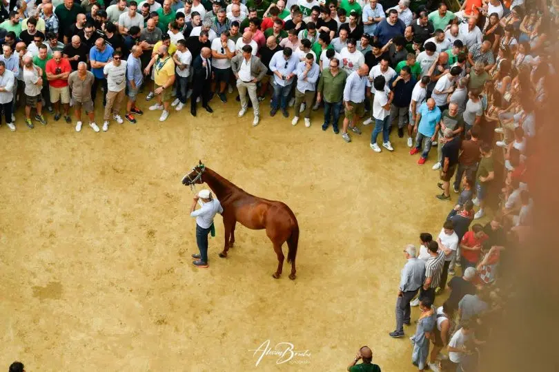 prova-generale-palio-luglio-2024-24