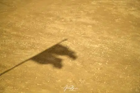 Palio di Siena del 16 agosto 2026: la prima prova all’Onda