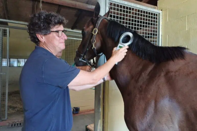 Mario Valensin, veterinario Asl Tse visita cavallo alle previsite