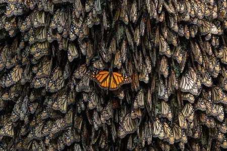 Siena Awards, la mostra sulle farfalle Monarca di Jamie Rojo protagonista ai Fisiocritici Siena Awards, farfalle