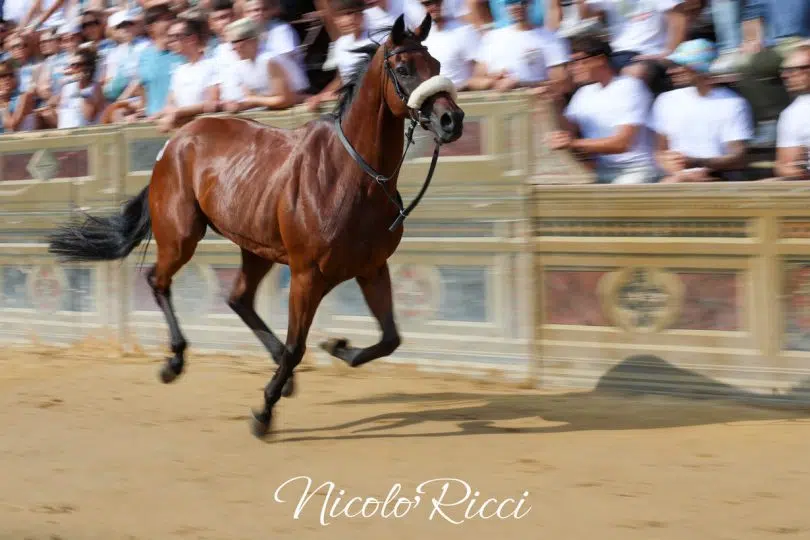 palio-16-agosto-2024-batterie10