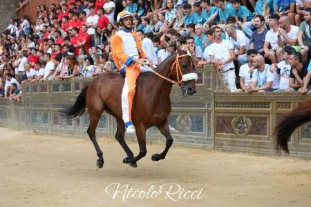 Palio di Siena del 16 agosto 2024: la provaccia al Leocorno Palio di Siena del 16 agosto 2024, Prova generale, Leocorno