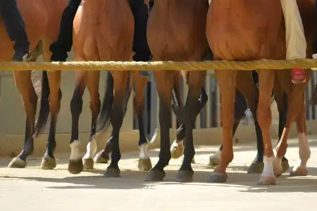 Palio di Siena 16 agosto 2024: le batterie della Tratta Palio di Siena 2 luglio 2023, cavalli al canape
